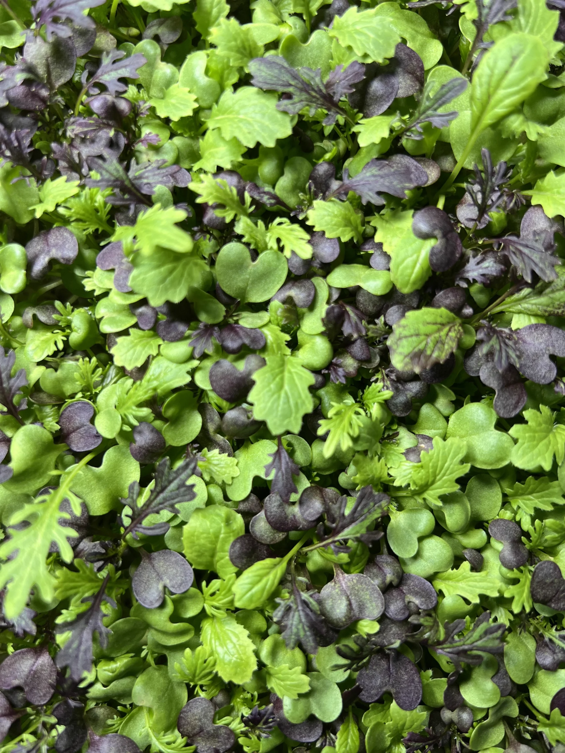 Mikes Microgreens Photo of Microgreens 1